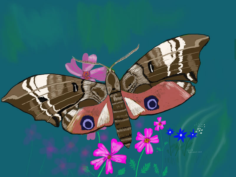 Eyed Hawk Moth